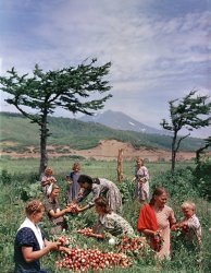 Остров Итуруп Сбор Редиски в Курильском Совхозе (1950).jpg