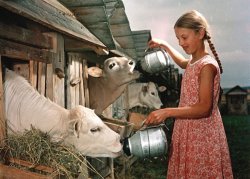 Телячьи Ясли в Совхозе Караваево  Костромской Области (1950).jpg